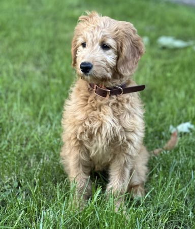 Ein sitzender, goldener Doodle-Welpe mit lockigem Fell auf grünem Gras.