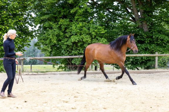 Eine Frau führt ein braunes Pferd in einer Reitarena.