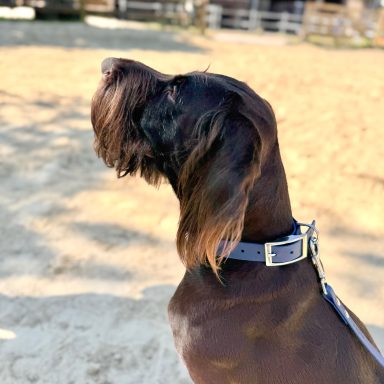 Hund mit blauem BioThane Halsband und Leine von ZAVVIT im Freien