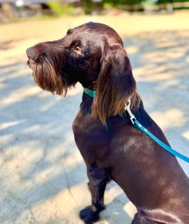 Hund mit grüner BioThane Leine von ZAVVIT im Freien