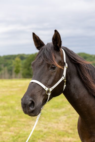 Schwarzes Pferd mit weißem Halfter auf einer Wiese, im Hintergrund Bäume und grauer Himmel.