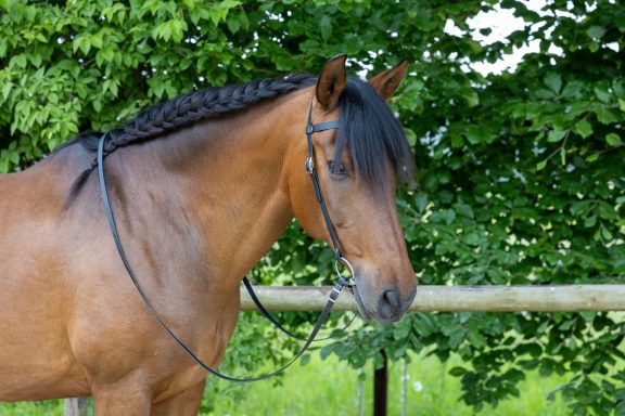 Braunes Pferd mit geflochtener Mähne und Zügeln vor einem grünen Hintergrund.