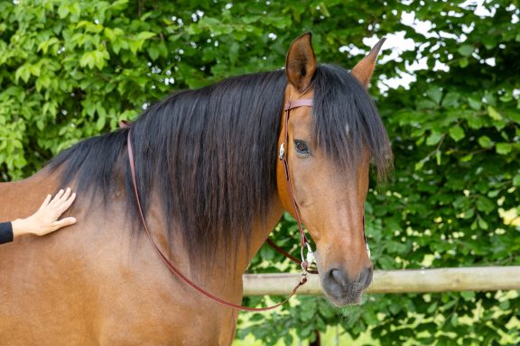 Braunes Pferd mit braunen Zügeln steht vor einem grünen Hintergrund.