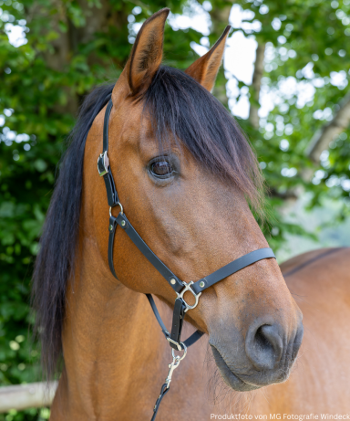 Braunes Pferd mit langem, schwarzem Fell und schwarzem Halfter vor grünen Bäumen.