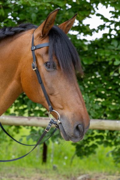 Braunes Pferd mit einer eleganten Mähne vor grünem Hintergrund.