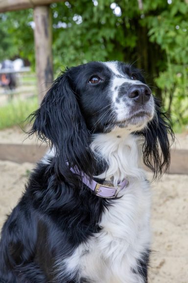 Schwarz / weißer Hund mit einem lila Halsband, sitzt im Freien.