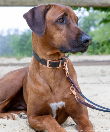 Ein brauner Hund sitzt mit angeleinter BioThane Leine an einem ruhigen Ort im Freien.