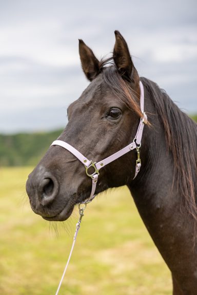 Schwarzes Pferd mit Halfter, auf einer Wiese vor bewölktem Himmel.