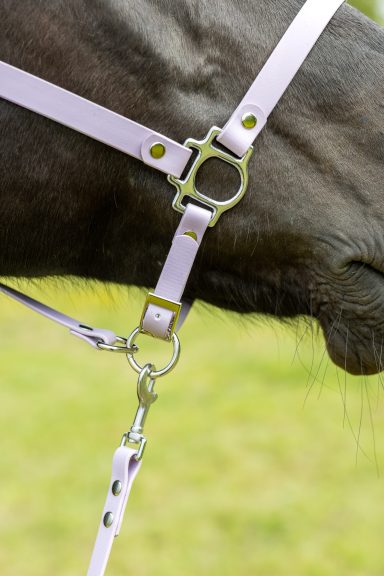 Nahaufnahme eines fliederfarbenen Halfters an einem Pferd mit grünem Hintergrund.