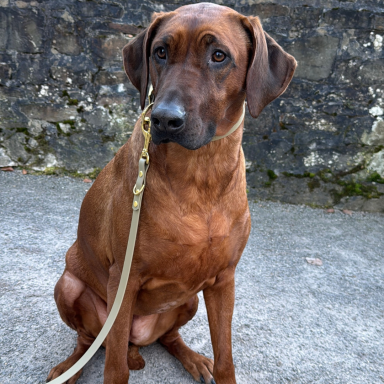 Braun gefärbter Hund sitzt mit angeleintem Halsband auf einem Gehweg vor einer Steinmauer.
