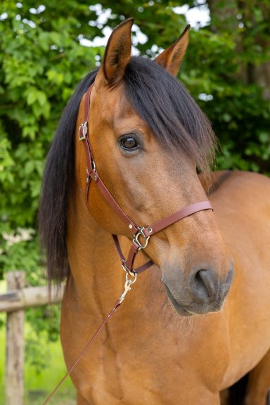 Braunes Pferd mit langem, schwarzem Haar und einem braunen Halfter am Kopf.