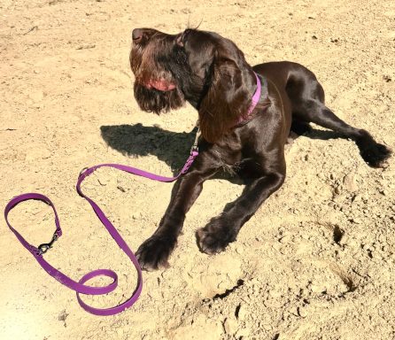 Hund mit 2 m BioThane Leine in Beere von ZAVVIT im Sand