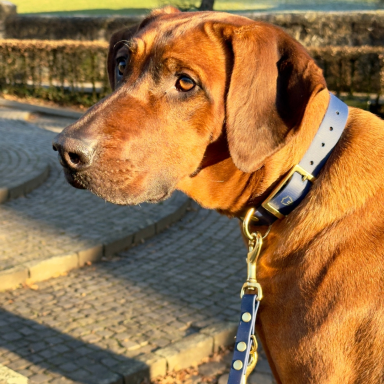 Brauner Hund mit Halsband, seitlich im Park. Sonne beleuchtet sein Fell.
