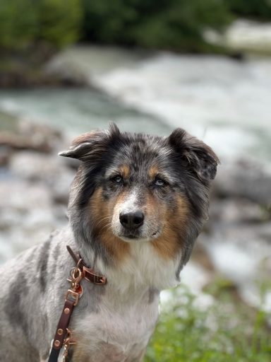 Hund mit brauner BioThane Führleine von ZAVVIT am Bach