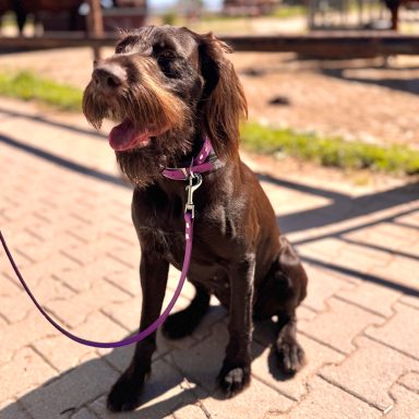 Hund sitzt mit beerefarbener BioThane Führleine von ZAVVIT auf dem Weg
